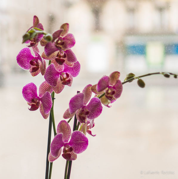 Imagen preciosa Orquídea 2 varas