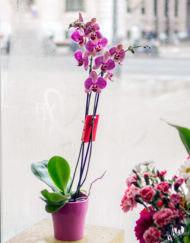 Imagen preciosa Orquídea 2 varas